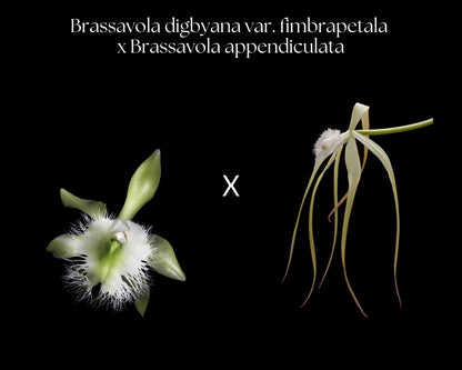 Brassavola digbyana var. fimbripetala x Brassavola appendiculata Brassavola La Foresta Orchids 
