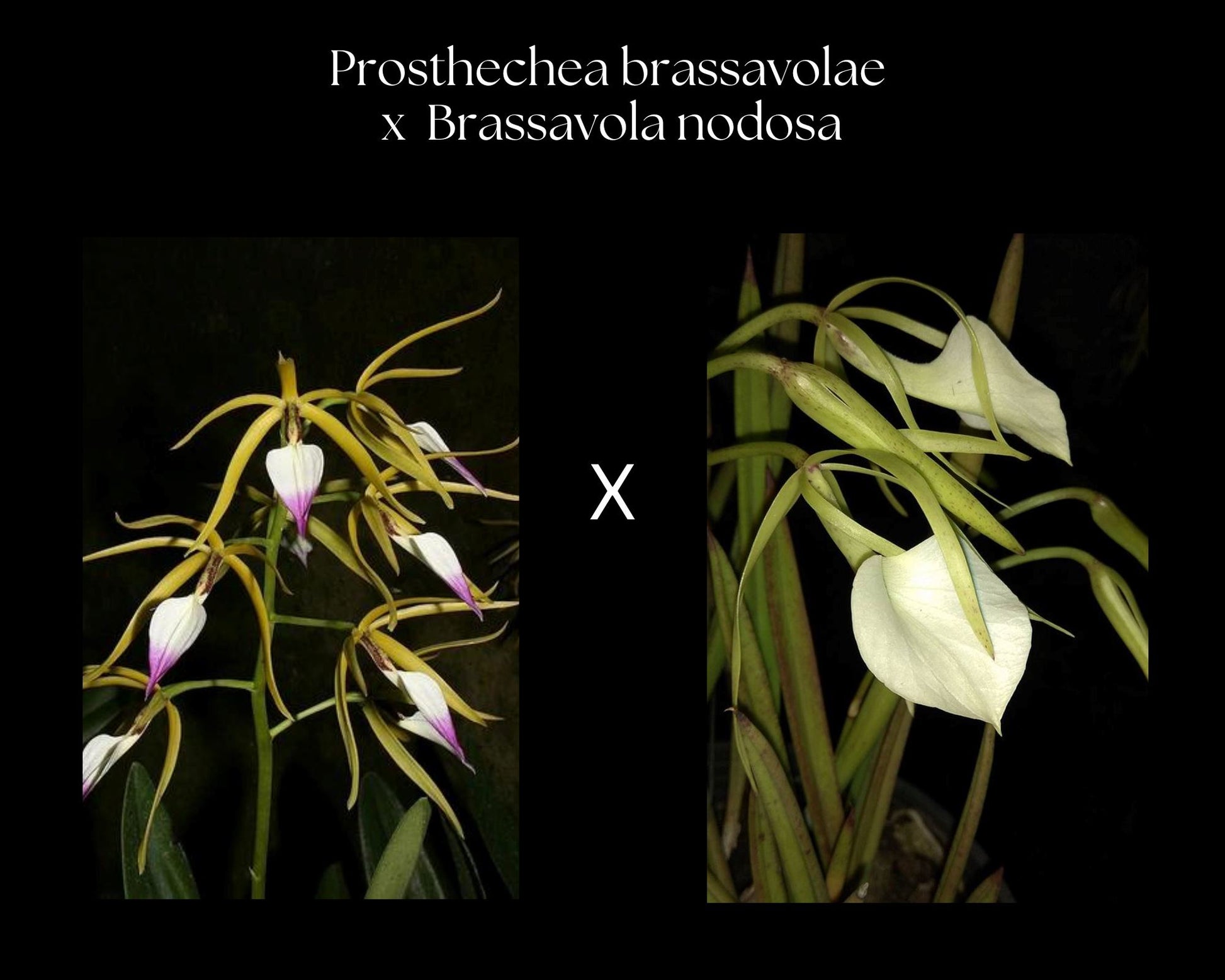 Brassavola nodosa x Prosthechea brassavolae Brassavola La Foresta Orchids 