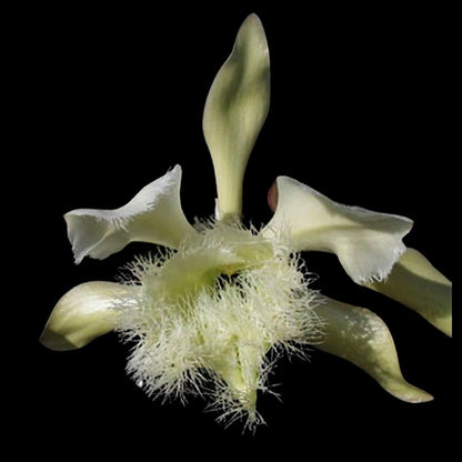 Brassavola tuberculata var. peloric x Brassavola digbayana var. fimbrapetala Brassavola La Foresta Orchids 