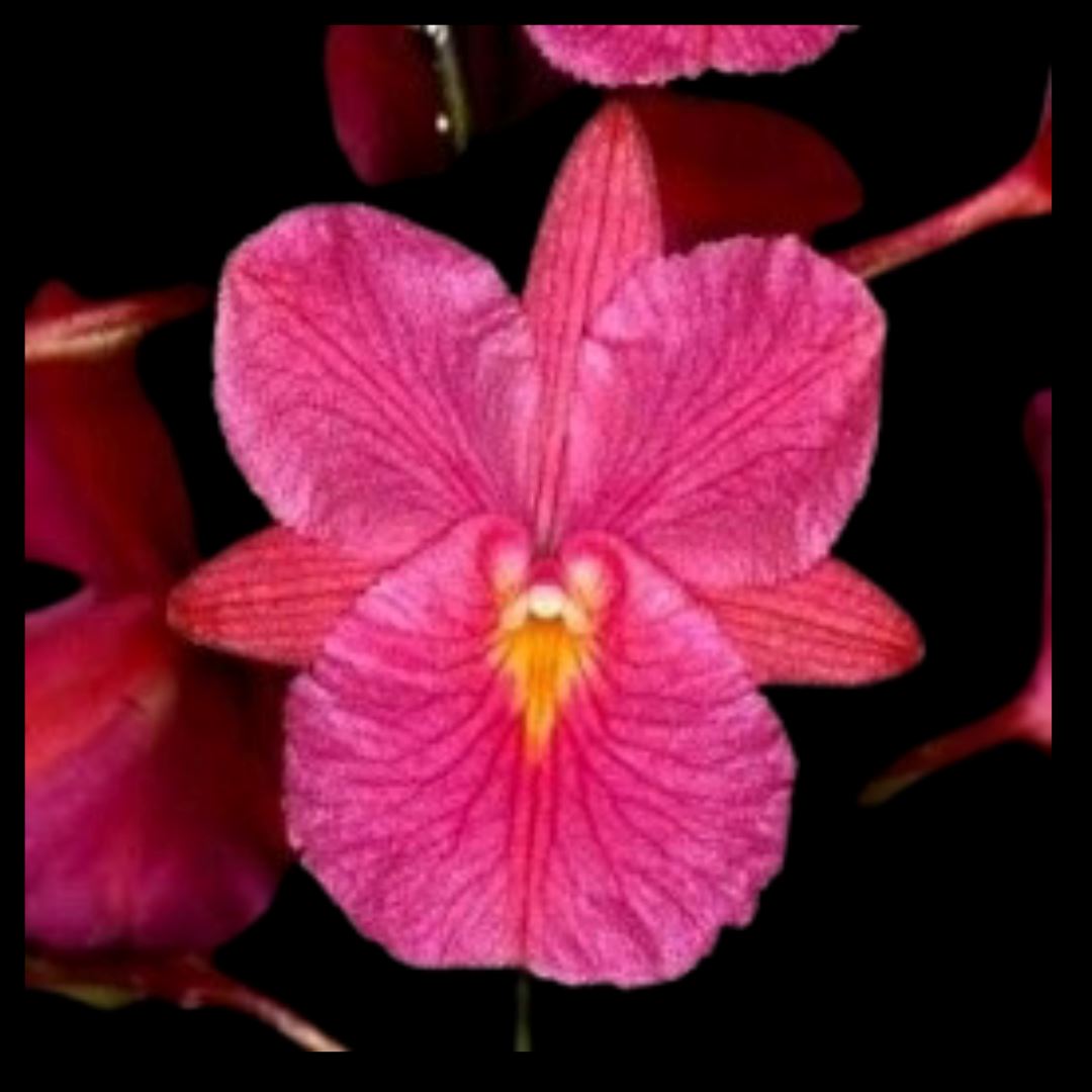 Broughtonia sanguinea 'Pink Moon' x sanguinea 4N Broughtonia La Foresta Orchids 