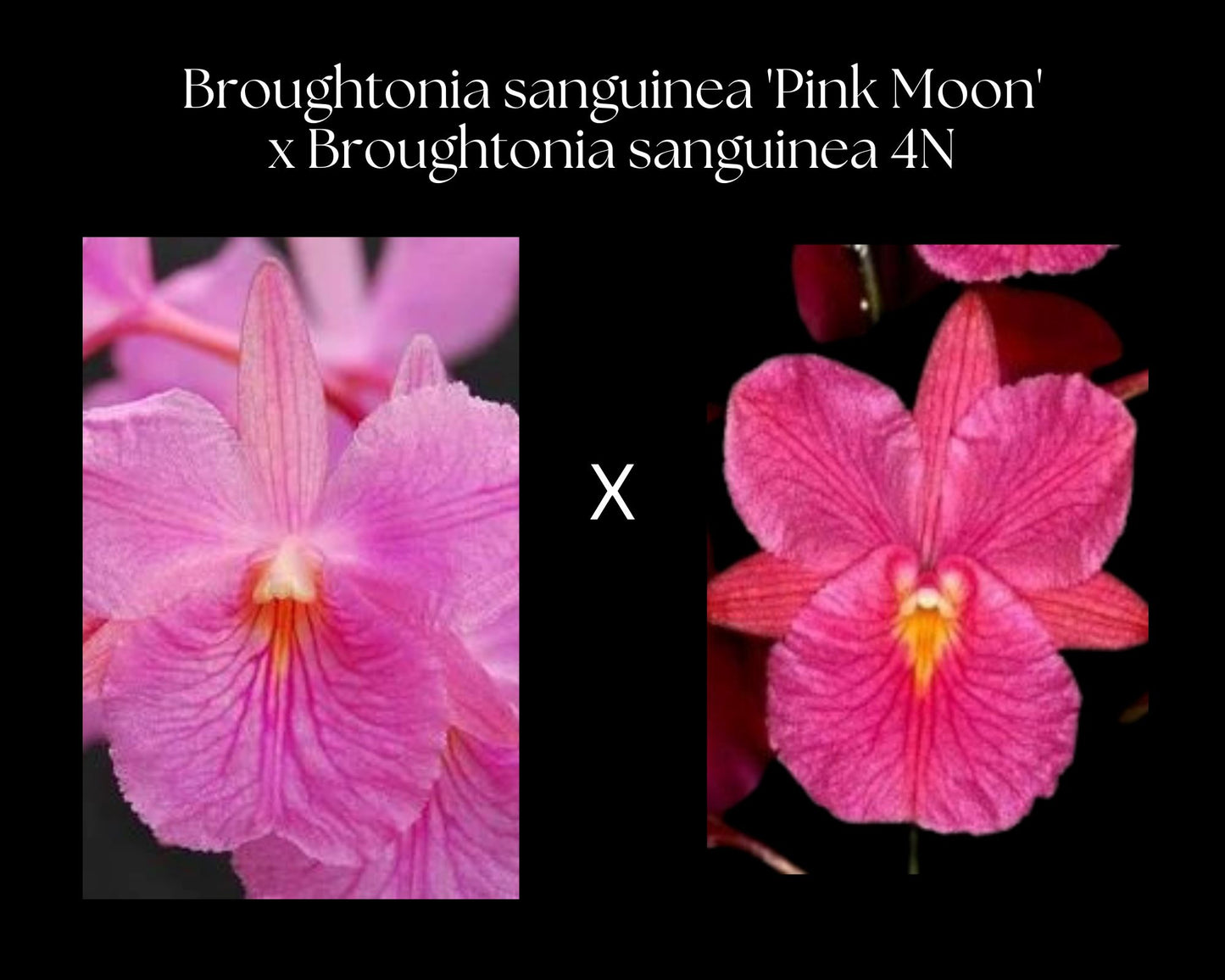 Broughtonia sanguinea 'Pink Moon' x sanguinea 4N Broughtonia La Foresta Orchids 