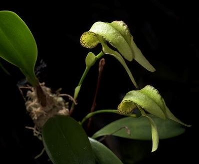 Bulbophyllum arfakianum var. alba Bulbophyllum La Foresta Orchids 