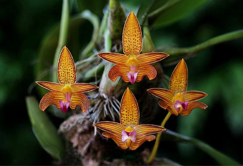 bulbophyllum-claptonense-