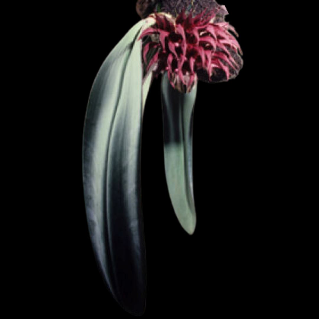 Bulbophyllum fletcherianum Bulbophyllum La Foresta Orchids 