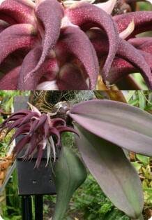 Bulbophyllum fletcherianum Bulbophyllum La Foresta Orchids 