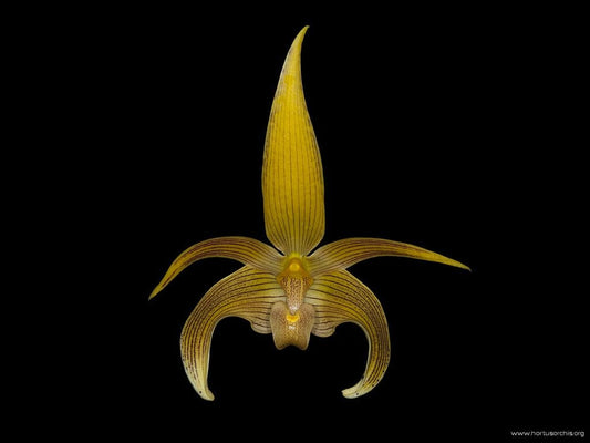 Bulbophyllum lobbii Bulbophyllum La Foresta Orchids 