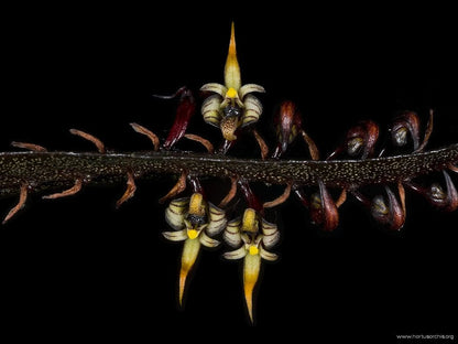 Bulbophyllum Megaclinium var. maximum Bulbophyllum La Foresta Orchids 