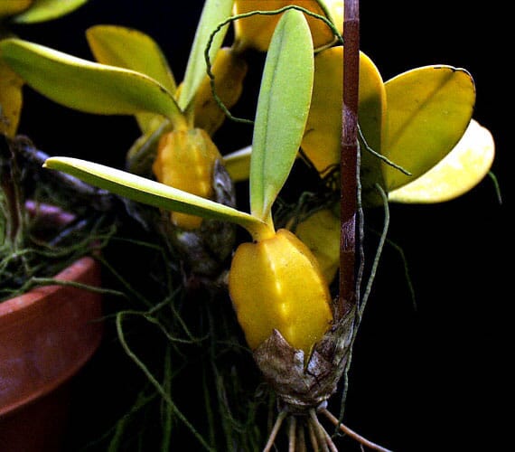 Bulbophyllum Megaclinium var. maximum Bulbophyllum La Foresta Orchids 
