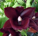 Product image thumbnail 2