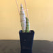Product image thumbnail 7