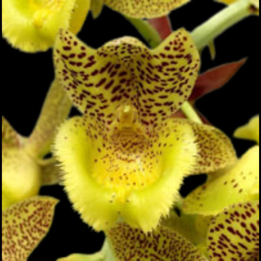 Catasetinae Alliance: Clowesetum Jumbo Lace Catasetum La Foresta Orchids 