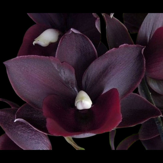 Catasetinae Alliance: Monnierara Jumbo Delight 'Black Onyx' Catasetum La Foresta Orchids 
