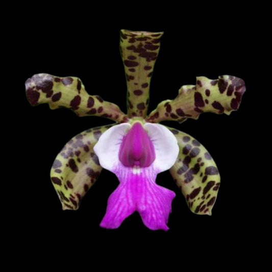 Cattleya aclandiae Cattleya La Foresta Orchids 