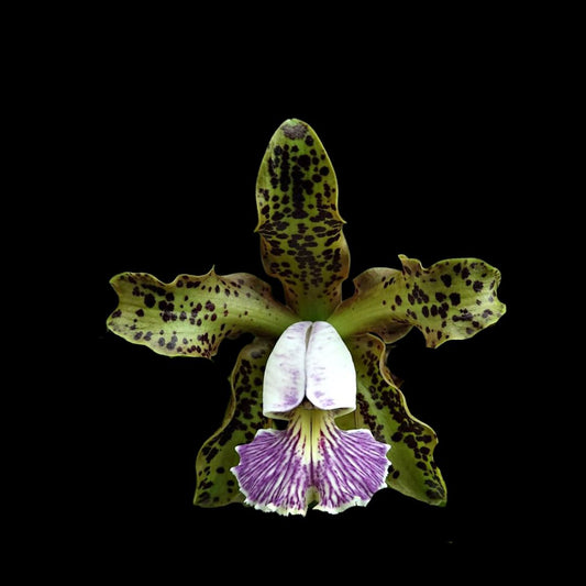 Cattleya aclandiae 'Tiger' × Cattleya schilleriana var. coerulea Cattleya La Foresta Orchids 