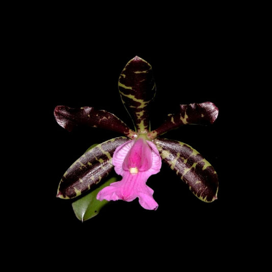 Cattleya aclandiae var. 'Dark Secret' x var. 'All Black' - a Black Orchid! Cattleya La Foresta Orchids 