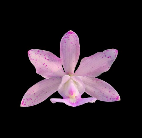 洋蘭 原種 カトレア amaliae 'Peach Boy' x ('Nagara' x