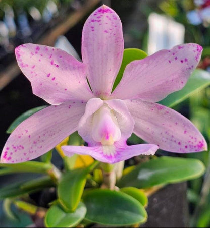 Cattleya aclandiae x Cattleya nobilior var. amaliae Cattleya La Foresta Orchids 
