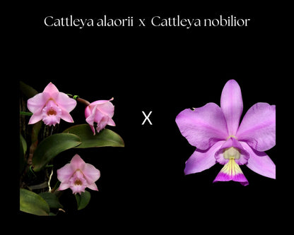 Cattleya alaorii x Cattleya nobilior Cattleya La Foresta Orchids 