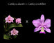 Product image thumbnail 4