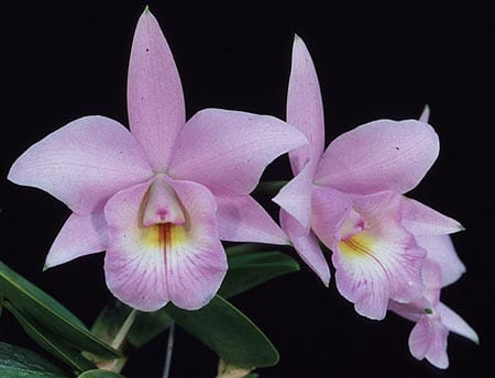 Cattleya alaorii x Cattleya nobilior Cattleya La Foresta Orchids 