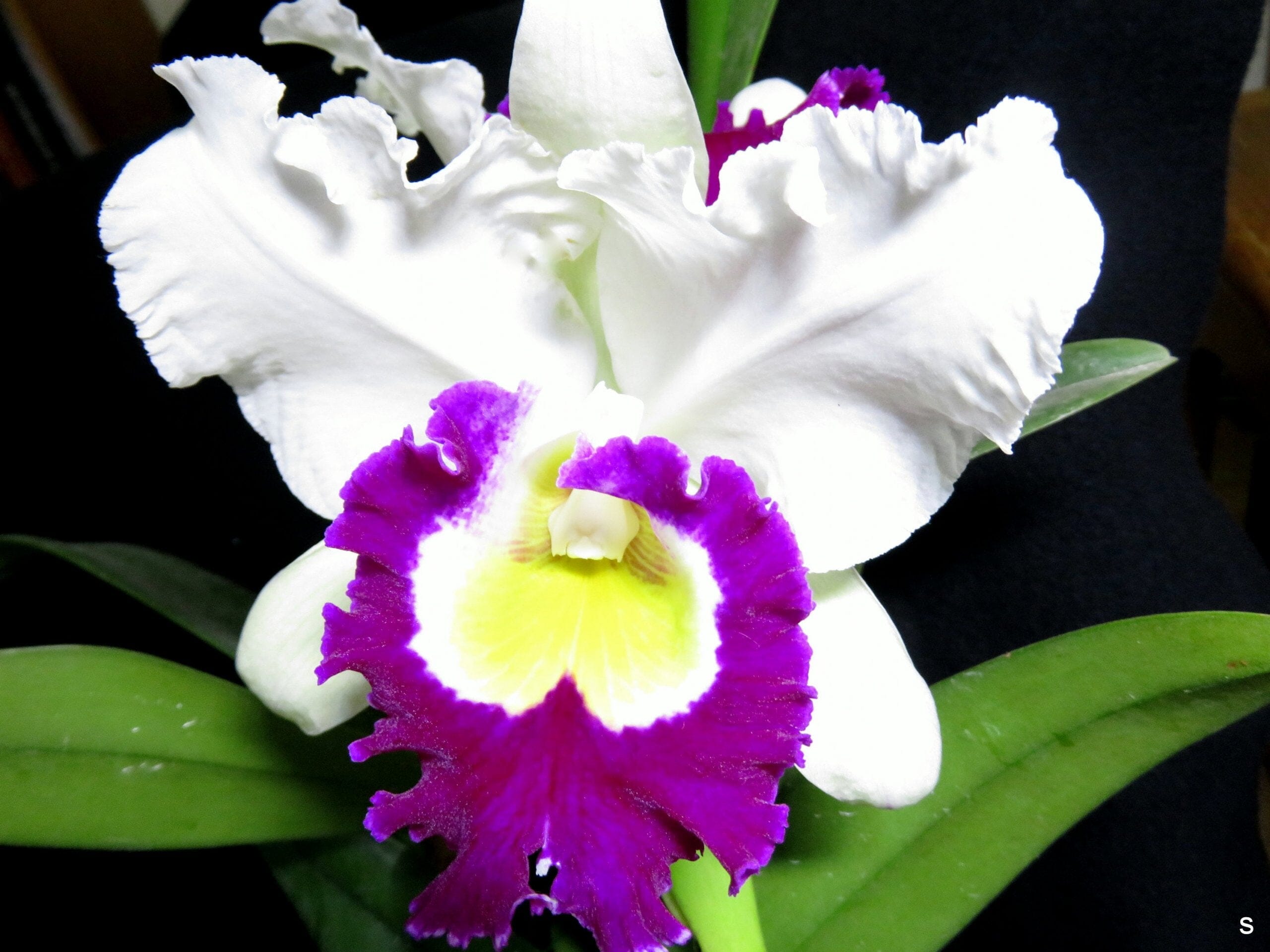 Cattleya Alliance - Blc. Blanche Aisaka 'Yuki' FCC/AOS – La