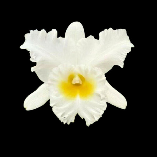 Cattleya Alliance: Blc. Mahina Yahiro var. White - In BLOOM! Cattleya La Foresta Orchids 