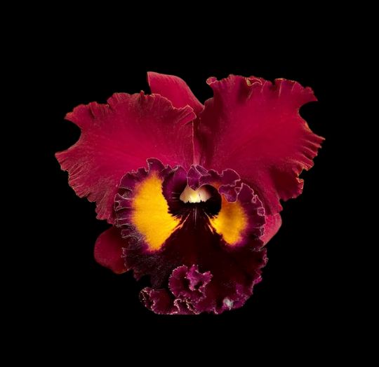 Cattleya Alliance: Blc. Shinfong Emperor 'Red Sparrow' Cattleya La Foresta Orchids 