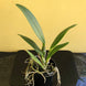 Product image thumbnail 4