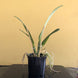 Product image thumbnail 8