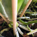 Product image thumbnail 9