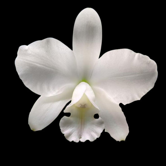 Cattleya Alliance: Cattleya White Bridal Cattleya La Foresta Orchids 