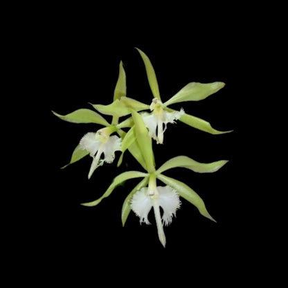 Cattleya Alliance: Epidendrum ciliare x Rhyncholaelia digbyana Cattleya La Foresta Orchids 