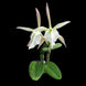 Product image thumbnail 4