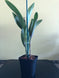 Product image thumbnail 4