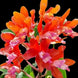 Product image thumbnail 1