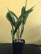 Product image thumbnail 3