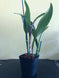 Product image thumbnail 5