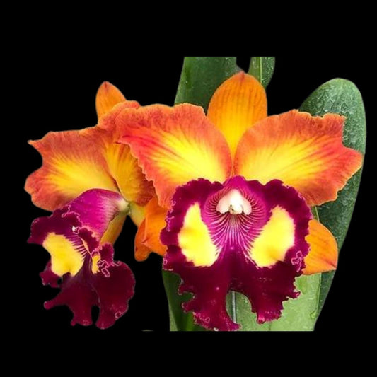 Cattleya Alliance - Rlc. Bangkok Sunlight Cattleya La Foresta Orchids 