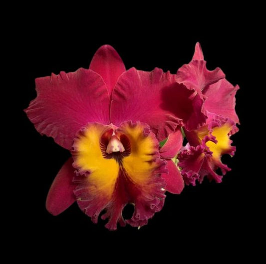 Cattleya Alliance: Rlc. Chia Lin 'Red Sun' Cattleya La Foresta Orchids 