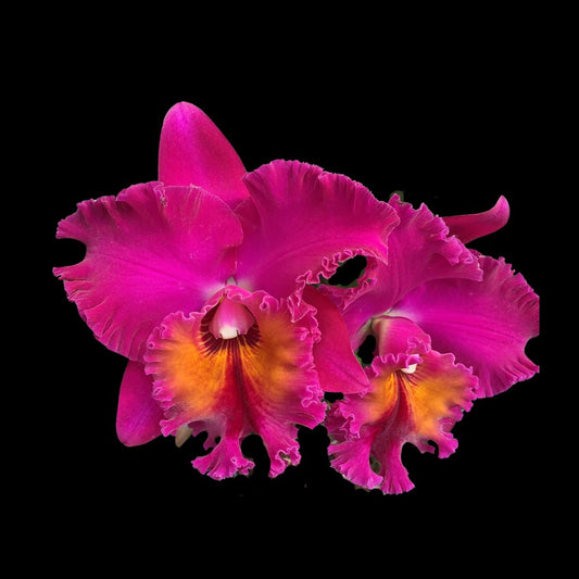 Cattleya Alliance - Rlc. Kyoko Takahashi ‘Volcano Queen’ Cattleya La Foresta Orchids 