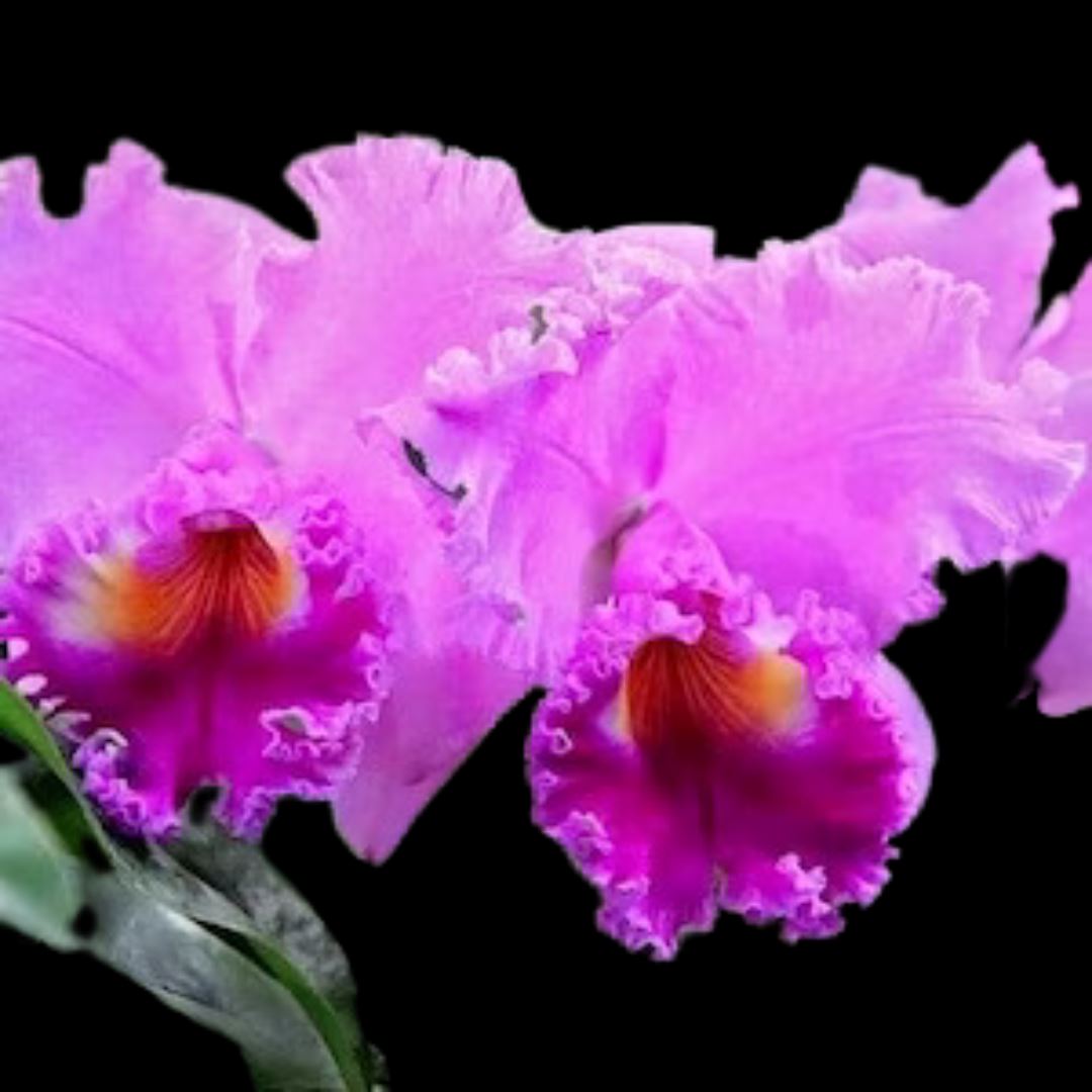 Cattleya Alliance - Rlc. Nana Honda 'Volcano Queen' Cattleya La Foresta Orchids 