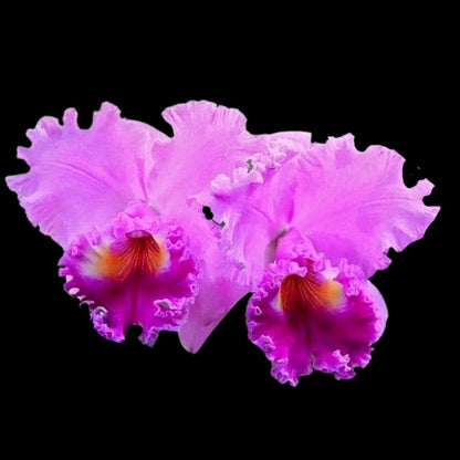 Cattleya Alliance - Rlc. Nana Honda 'Volcano Queen' Cattleya La Foresta Orchids 