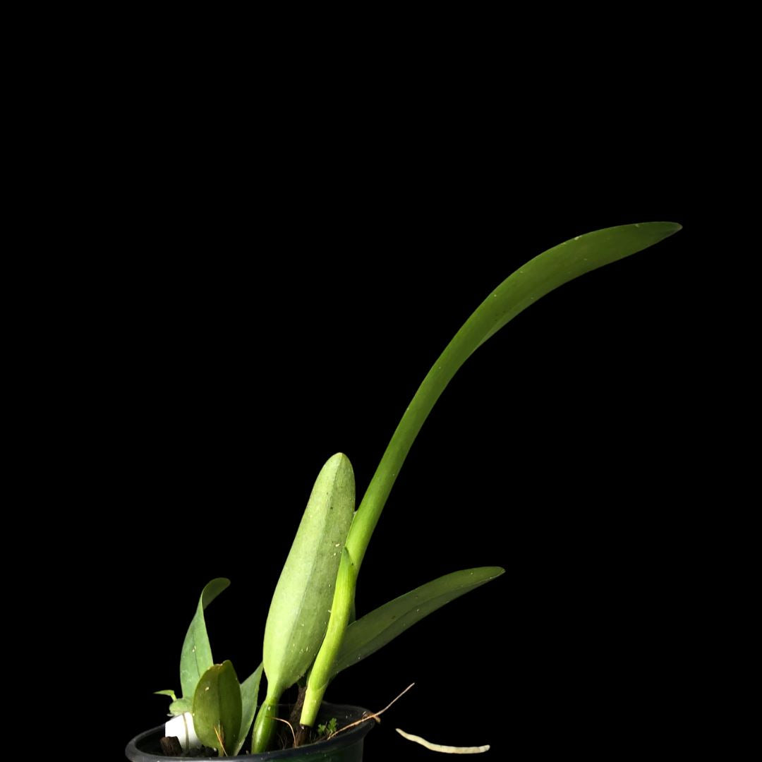 Telefoningiz uchun porno rasmlar Jinsiy aloqa chizish