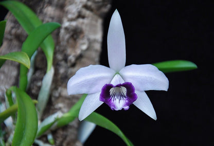 Cattleya bicalhoi var. coerulea Cattleya La Foresta Orchids 