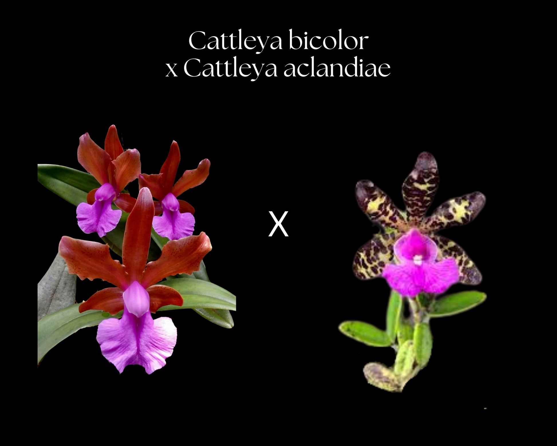 Cattleya bicolor x Cattleya aclandiae Cattleya La Foresta Orchids 