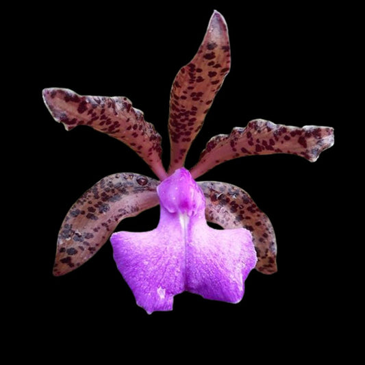 Cattleya bicolor x Cattleya aclandiae Cattleya La Foresta Orchids 