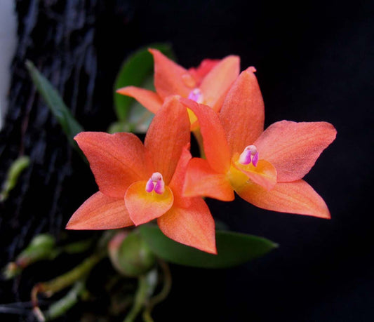 Cattleya cernua Cattleya La Foresta Orchids 