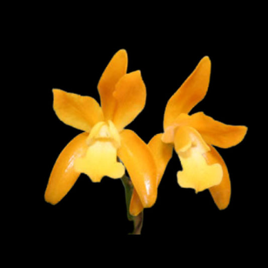Cattleya Chocolate Drop 'Yellow Chiffon' Cattleya La Foresta Orchids 