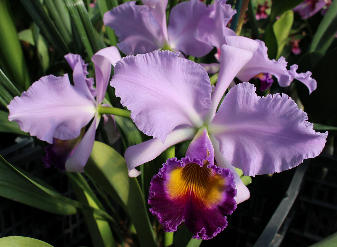 Cattleya Alliance Cattleya Dinard ‘Blue Heaven' La Foresta Orchids