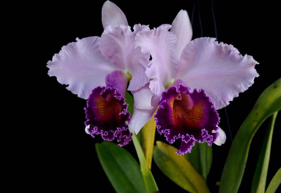 Cattleya Alliance Cattleya Dinard ‘Blue Heaven' La Foresta Orchids